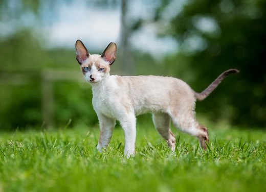 Cornish Rex