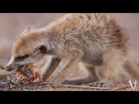 Meerkats - Scorpion's worst nightmare