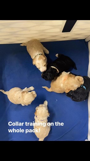 These are 3.5 week old toy cockapoo puppies. They are home raised and get lots of love from our whole family. Today they are getting their first experience with collars. | Zoey’s Mini Cockapoos