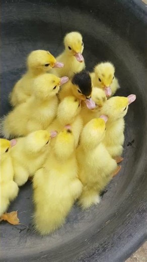 Newly hatched fresh from the duck nest #cute #ducklings #little #animals #duck #buhayprobinsya