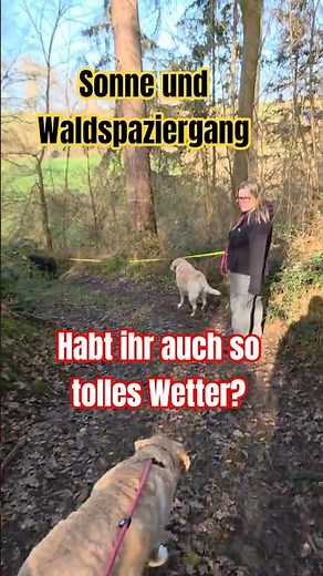 🌞🐾Tolles Wetter. Waldspaziergang mit den Labradordamen und Vogelgezwitscher. #labrador #labradordog