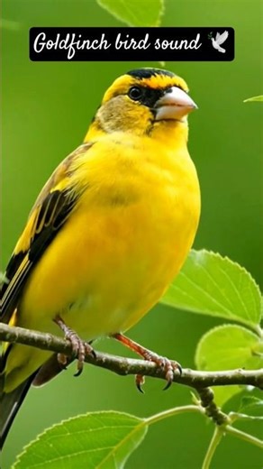 birds chirping 🕊️#trendingshorts #birds #shorts #viral