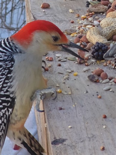 Amy's Pond ❌️ (@amyspondny)’s videos with original sound - Amy's Pond ❌️