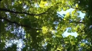 9月の空と木の動画｜無料の動画素材サイト「動画AC」