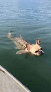 625 reactions · 55 shares | Cute, but NOT natural. Breeding shortcuts create real issues. Follow for stories, health tips, and adventures with our King Wrex and newest King Charlie  | Vicki Schuerger | Facebook