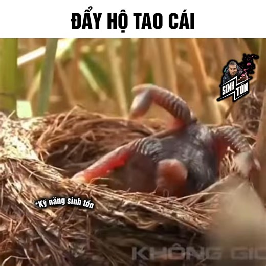 343K views · 6.8K reactions | Hơi non | Review Plus | Facebook