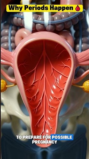 Menstruation Explained | Why Periods Happen