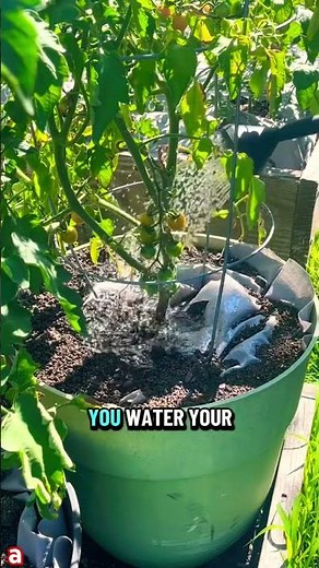 How to Grow Tomatoes in a Container