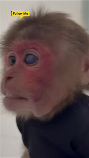 5Dads Creative House Makeover for Kyo So Impressi. #monkey #monkeyfamily #monkeyfunny #funny #monkeycute