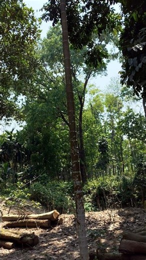 nature status।। 🌳trees#tranding #shorts #beautiful