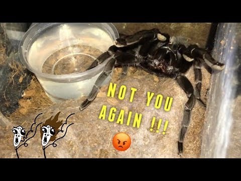 WATERING my TARANTULAS "(Part 2)" !!!