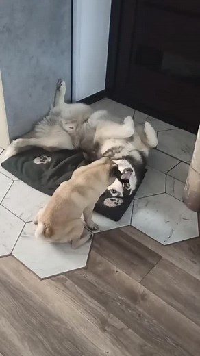 Dogs Interacting: Pug and Husky Playtime in Home