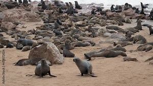 Colony of wild fur seals on seashore. Strong waves wash rocky shore. Animals in natural habitat of National Park in Namibia at Cape Cross. Animals walk on sandy beach. Safari tour of reserve
