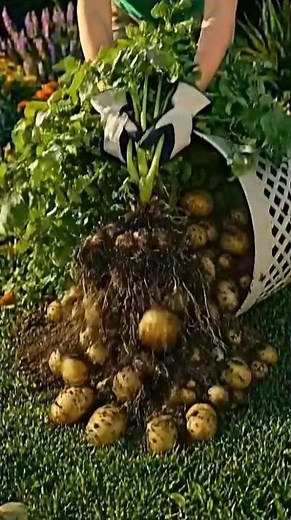 ​Grow Tons of Potatoes in a Laundry Basket! 🧺🥔 | Easy Vertical Gardening Hack