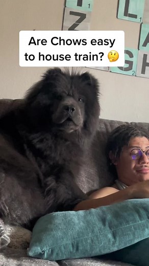 Life with a Chow: Understanding Chow Chow Behavior