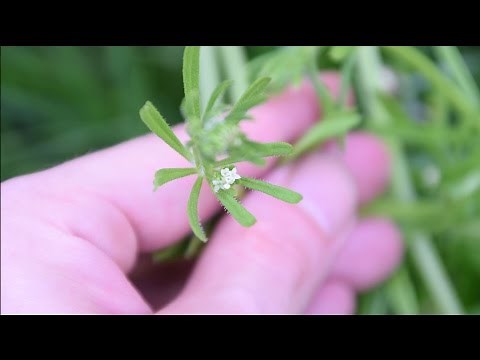 How To Identify Cleavers - Wild Edible Identification
