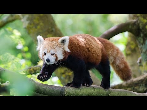 Red Pandas and their Fossil Relatives
