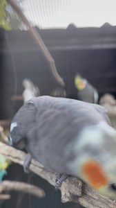 Nothing like some weiro curiosity to start the day... (or finish the day? Depending where you are) What's your favourite thing about birds? 😊 #accessibility video description: a weiro hangs out on a branch near the camera, stretching their neck to check out what's happening, so their body is moving about. They look up and down and side to side. Other birds are visible chilling in the background. | Little Beaks