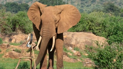 Scientists discover elephants’ energy-conscious travel strategies