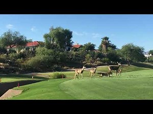 3 deer, 3 coyotes and the fawn