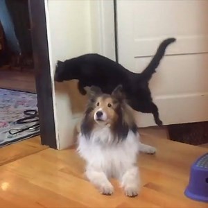 This cat thinks the kitchen floor is evil so she jumps over it EVERY SINGLE TIME 😹 | The Dodo
