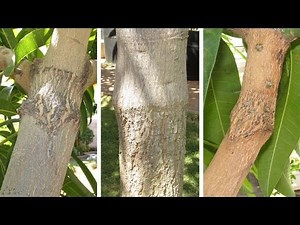 Mango Tree Grafted with Several Varieties (Multi Grafted)