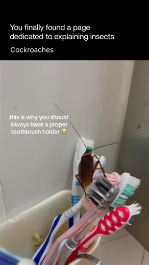 Explaining Insects 🦋 on Instagram: "Cockroaches are resilient insects found worldwide, especially in warm, dark, and humid environments. They are mostly nocturnal and highly adaptable, able to survive on minimal food and water while hiding in cracks, drains, walls, and appliances. Cockroaches feed on almost anything—food scraps, grease, paper, glue, and organic waste—which is why they thrive in human spaces. Although they don’t usually bite, they are considered pests because they can contaminat