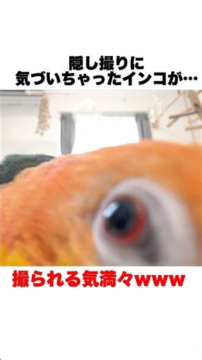 隠し撮りに気づいて急接近するインコが可愛すぎるww【シロハラインコ】 #shorts