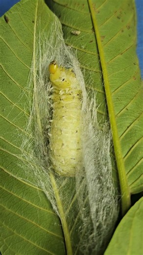 "Silkworm Spinning Its Cocoon on a Leaf"