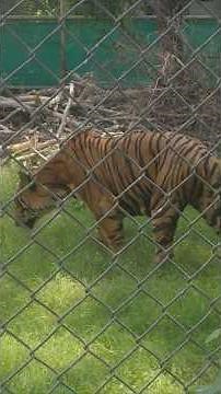 Darting a tiger #tiger #animals #nature #wildlife