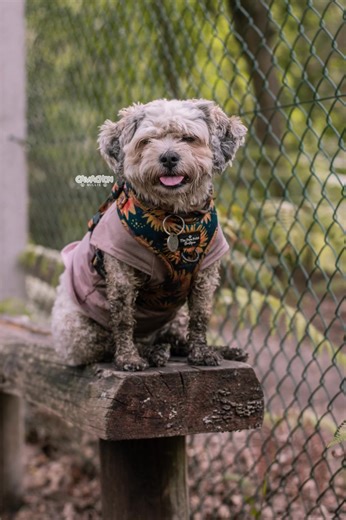 Lakeside nature reserve 2025 by @BHPhotography #cavachon #cavachonsoftiktok #cavachoncutie #cavachons #cavachonsofinstagram