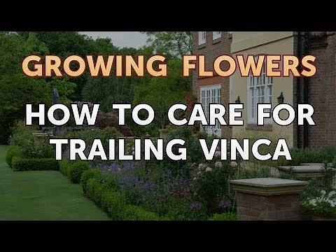 How to Care for Trailing Vinca