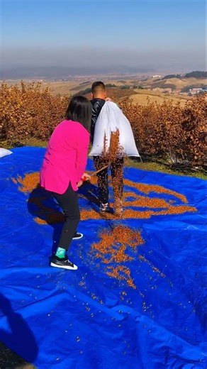 pistachio processing / From Harvest to ready_to_Eat nuts#pistachio #dryfruits