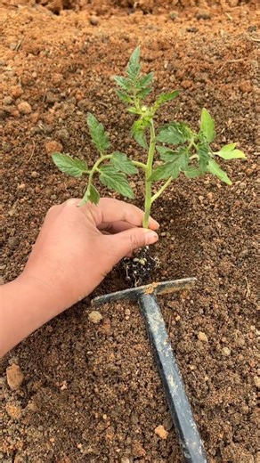 Planting Arkansas Traveler tomato plants Tutorial #farming #shorts