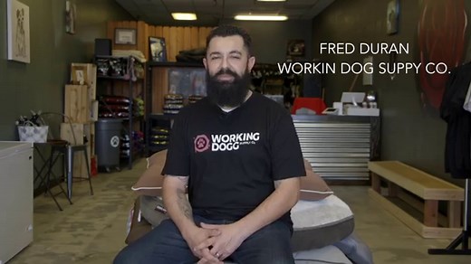 Alapaha Blue Blood Bulldog - The Excellent Guard Dog Breed ⋆ American Bully Daily