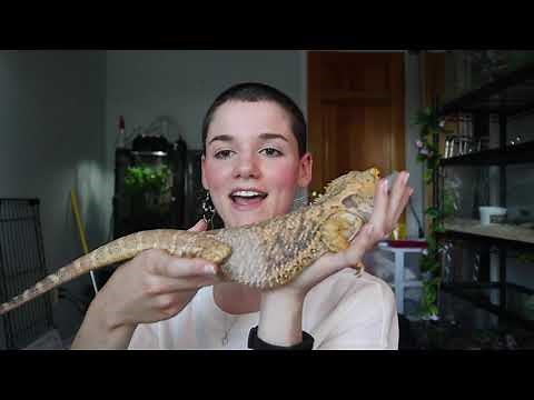 How Big Do Bearded Dragons Get? | Bearded Dragon Size