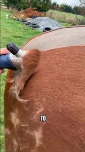 Why People Shave Horses (It's Not Cruel)