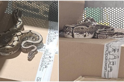 Netikėtumas Kaune: iš siuntos išlindo pitonas