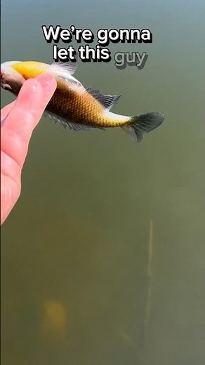 Funny Fish BACKFLIP Meme! #shorts #fishing #trending #fish