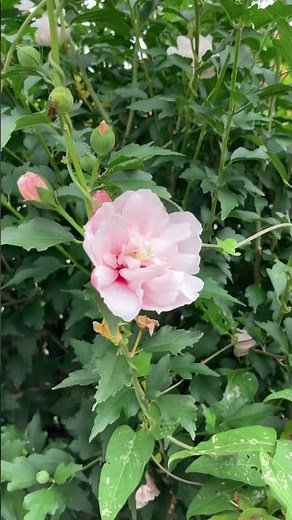 薄桃色の八重のムクゲ#flowers #gardening #nature #ガーデニング #植物 #まちづくり #朝散歩