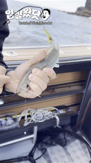 마이크로닷 Microdot on Instagram: "(Eng below)Live Baiting1/4영상! 생미끼 준비과정!! 1. 베이트를 찾아서 생미끼 잡기 (카드체비추천) 2. 바늘은 써클 훅 을 추천즈립니다(삼켜도 줄의 탠션이 잡힐떼 입술 까지 자연스래 나와서 입술에 잘 후킹됩니다) 3. 고무줄 하고 라이브베이트 바늘 이있으면 좋습니다 (코 쪽에 콕 피어씽처럼 해줍니다) 여기에 해야 스투레스 가장 덜받고 수영을 잘합니다. 4. 대어들한테 맥여주기!! Got the rubber banda from Yeeha tackle store. Mustad Circle size 8 100lb yozuri fluro carbon leader on to 180lb from braid to swivel. (Luke said Yozuri fluro works well) To be fair! Only the slimey macks got hit all day. No jack macks were ta