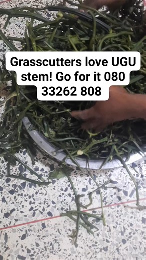 Welcome to Jovana Integrated Farms Dear Sir/Madam Pls select your preferred training location inside the below article to attend the one-day-practical training or buy grasscutter at the training venues on training day or at our Farms CALL:080 33262 808. Thank you! CURRENT & NEW AGRIBUSINESS ON-SITE TRAINING SCHEDULES IS FROM 22ND NOVEMBER TO 6TH DECEMBER 2025. DON'T MISS OUT!!! OVER 500-GRASSCUTTER BREEDING COLONIES OF LONG & CROSSBREEDS AVAILABLE FOR SALE AT THE TRAINING VENUES & FARM Welcome t