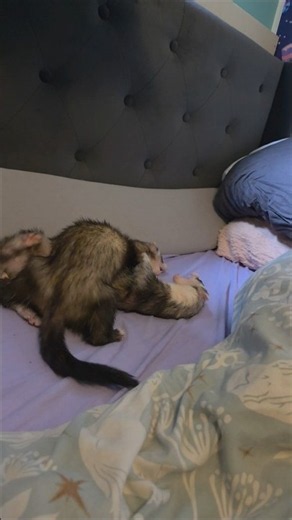 Snax The Chaos Gremlin