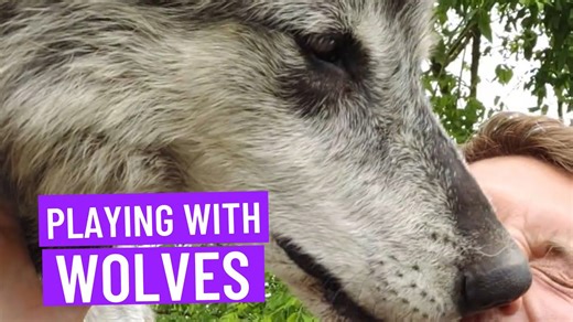 Man Has Incredible Interactions With Wolves