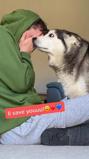 Funny Husky Puppy Prank: Unexpected Face Slap!