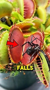 75K views · 582 reactions | Slug vs Carnivorous Plant  #slug #carnivorous #plants | Jplay Sts | Facebook