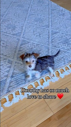 12 week old chocolate yorkie #puppies #yorkie #terrier #dogs