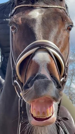 Horse Scream Compilation | Funny Equine Reactions