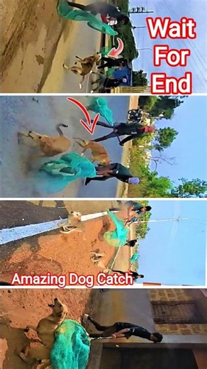 very difficult to catch stray dogs #dog #dogwithpublicsafety #fail #amazing #ytviral