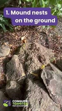 Microcerotermes mound nest Brisbane